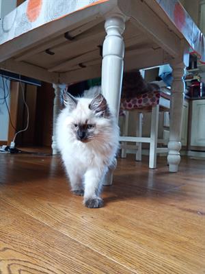 Cucciolo siberiano neva masquerade
