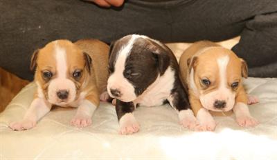 American staffordshire terrier