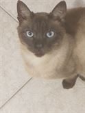 Gatto cerca casa