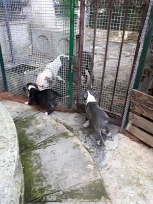 Cucciole di Amstaff Blu e Bianco e Nero