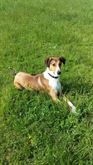 Snoopy meticcio collie smooth - Anteprima 1
