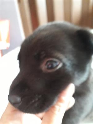 Cuccioli lupetti - Foto 2