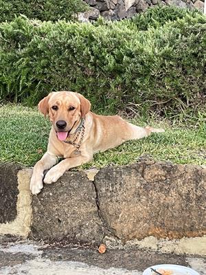 Labrador femmina - Foto 6