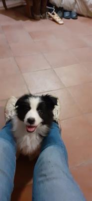 Cuccioli di border collie con pedigree