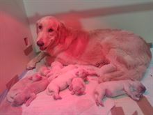 CUCCIOLI GOLDEN RETRIEVERS