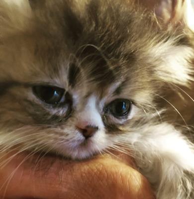 Brown Tabby Blotched maschio e femmina