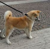 Akita inu
