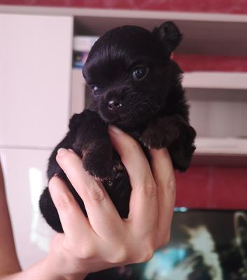 Cuccioli chihuahua