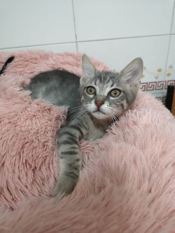 Foto 4Gattini mix persiano certosino