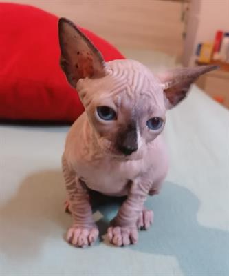 Canadian sphynx