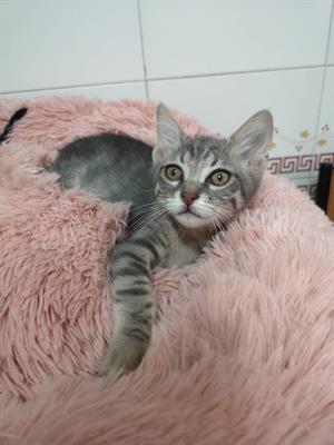 Gattini mix persiano certosino - Anteprima 4