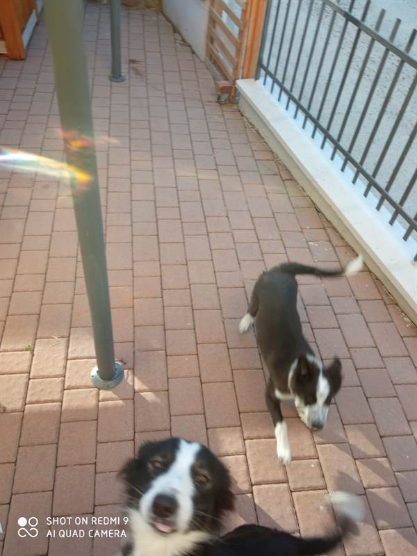 Foto 5Border Collie