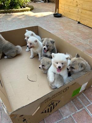 Cuccioli di Akita Inu Giapponese, colore bianco, genitori visibili - Foto 4