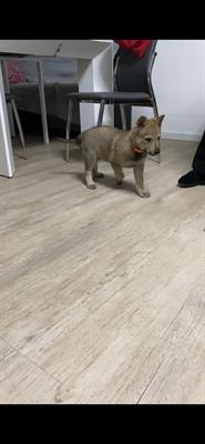 Cuccioli di lupo cecoslovacco