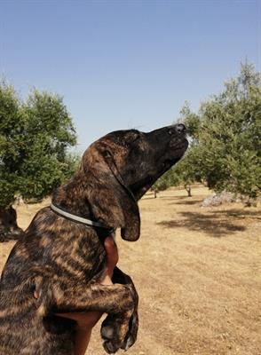 Cuccioli segugi maremmani