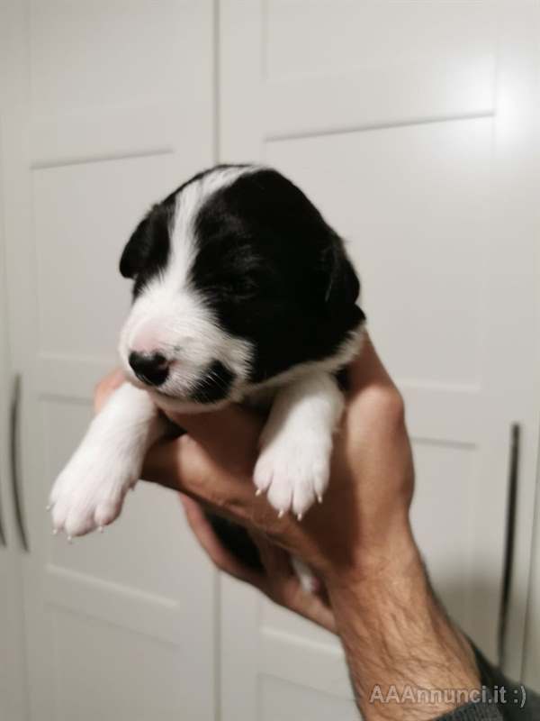 Foto 4Cuccioli Razza border collie