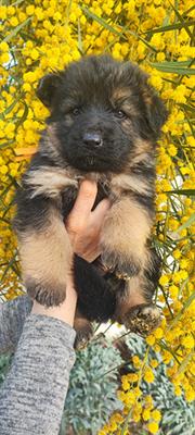 Cuccioli pastore tedesco