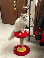 Foto 3 Ragdoll femmina di un anno cerca maschio per accoppiamento