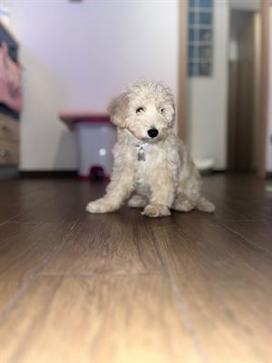 Cucciolo maltipoo