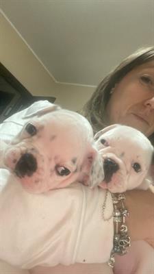  cuccioli buldog francese