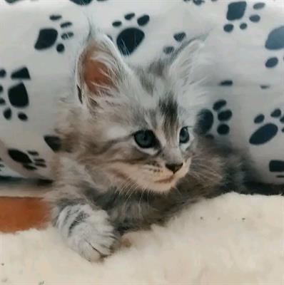 Maine coon gattini