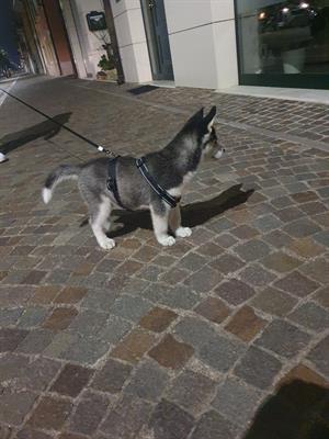 Husky siberian