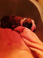 Foto 4 Cuccioli di Boxer Maschi Fulvi, pronta consegna