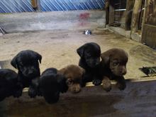 Labrador retriever