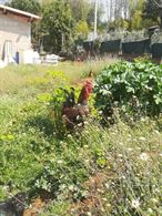 Uova Feconde di gallina siciliana