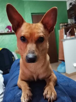 Cercasi cagnolina