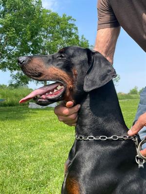 DOBERMANN MASCHIO DISPONIBILE PER MONTA