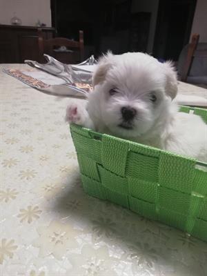 Cucciolo Maltese
