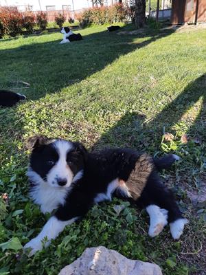 Border collie