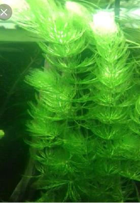 CERATOPHYLLUM DEMERSUM