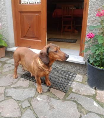 Vendita cuccioli cane da caccia - Foto 3