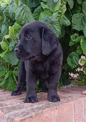 Cuccioli Razza labrador neri, pronta consegna, genitori visibili - Foto 2