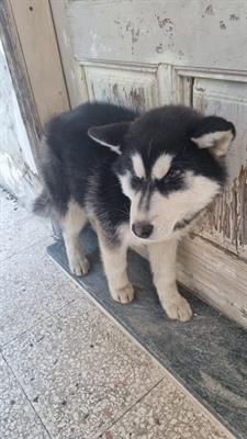 Siberian Husky
