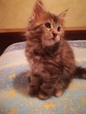 Cuccioli di Maine Coon