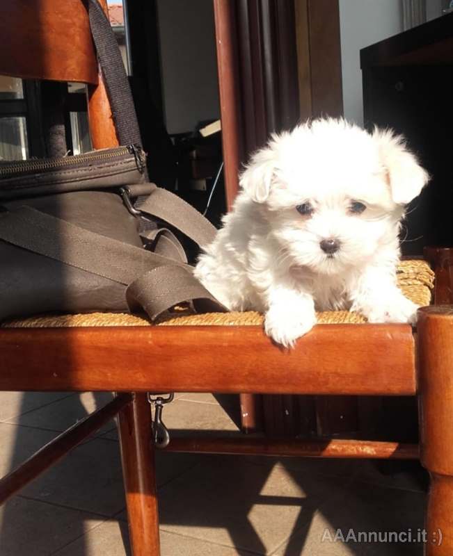 CUCCIOLI DI MALTESE
