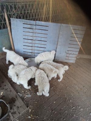 7 cuccioli di pastore maremmano