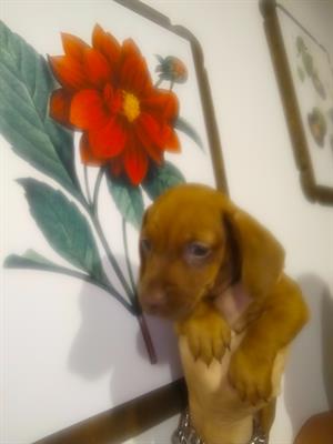 Bassotto tedesco nano kaninchen, genitori visibili - Foto 4