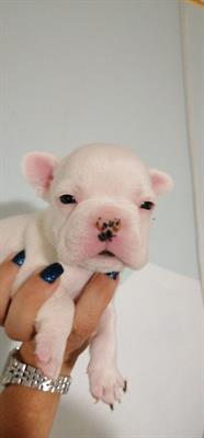Cuccioli di Bouledogue Francese - Foto 2