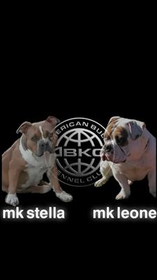 AMERICAN BULLY