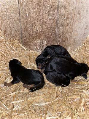 Cuccioli segugio