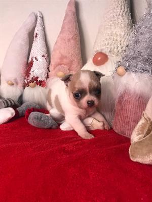 Chihuahua cucciolo con Pedigree