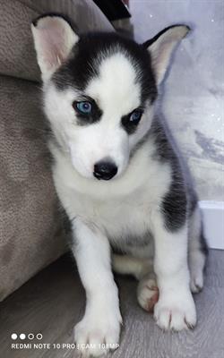 Husky siberian
