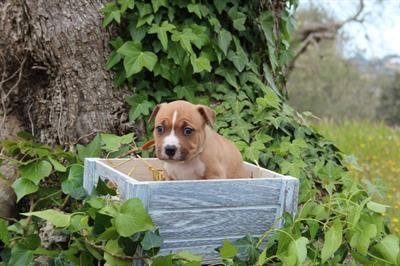Cuccioli di Razza Amstaff - Foto 4