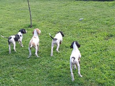 Cuccioli di pointer inglese