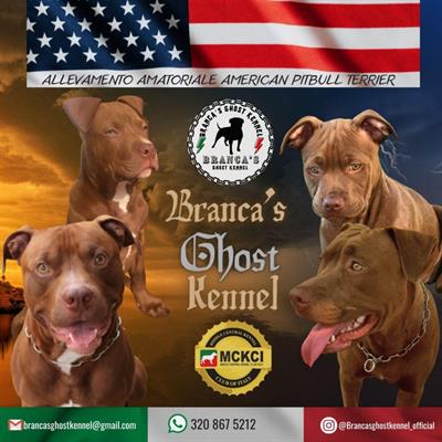 Disponibili 5 femmine di American Pitbull Terrier UKC
