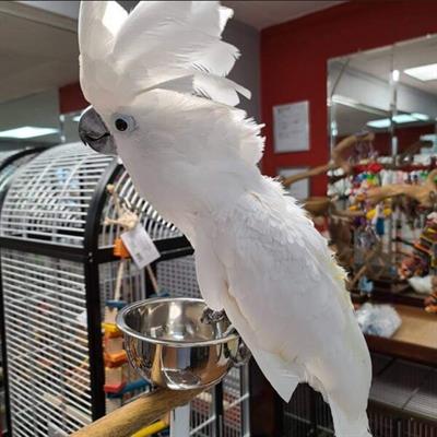 Allevato a mano pappagalli Cacatua alba - maschio
